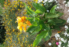 20160805_112442