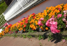 <SAMSUNG DIGITAL CAMERA>