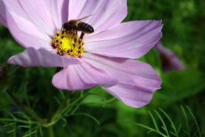 DES_ABEILLES_DANS_VOTRE_JARDIN